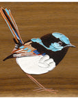 Superb Fairy Wren 4