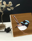 Superb Fairy Wren 4