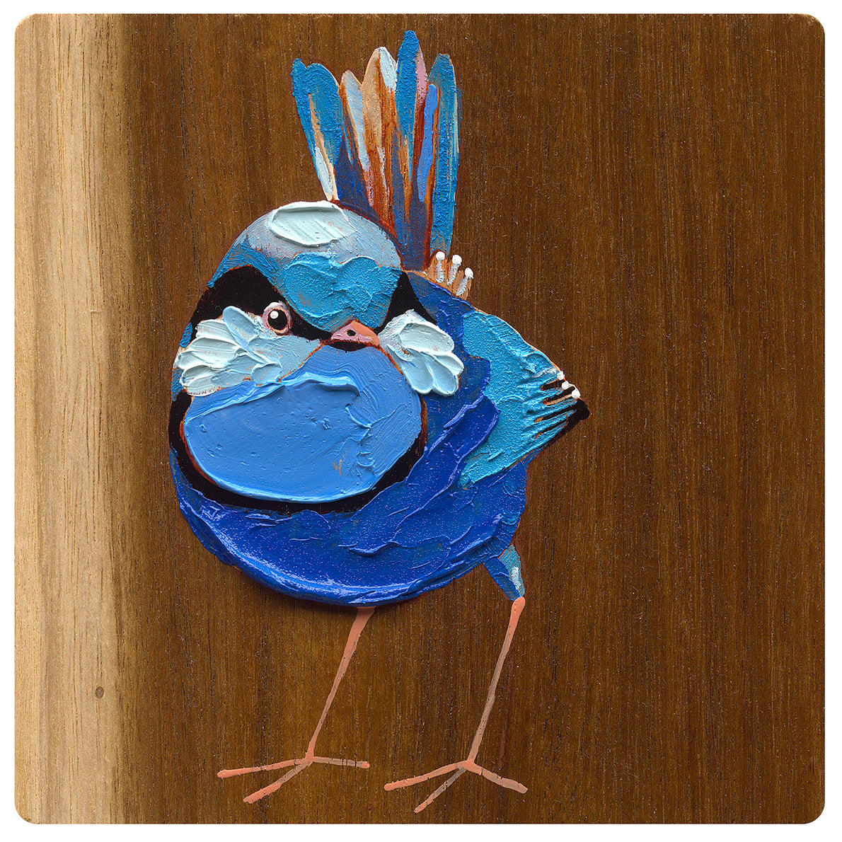 Splendid Fairy Wren 2