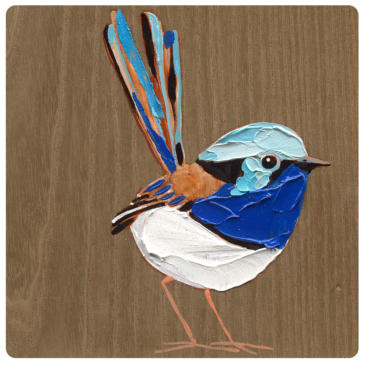 Superb Fairy Wren 5