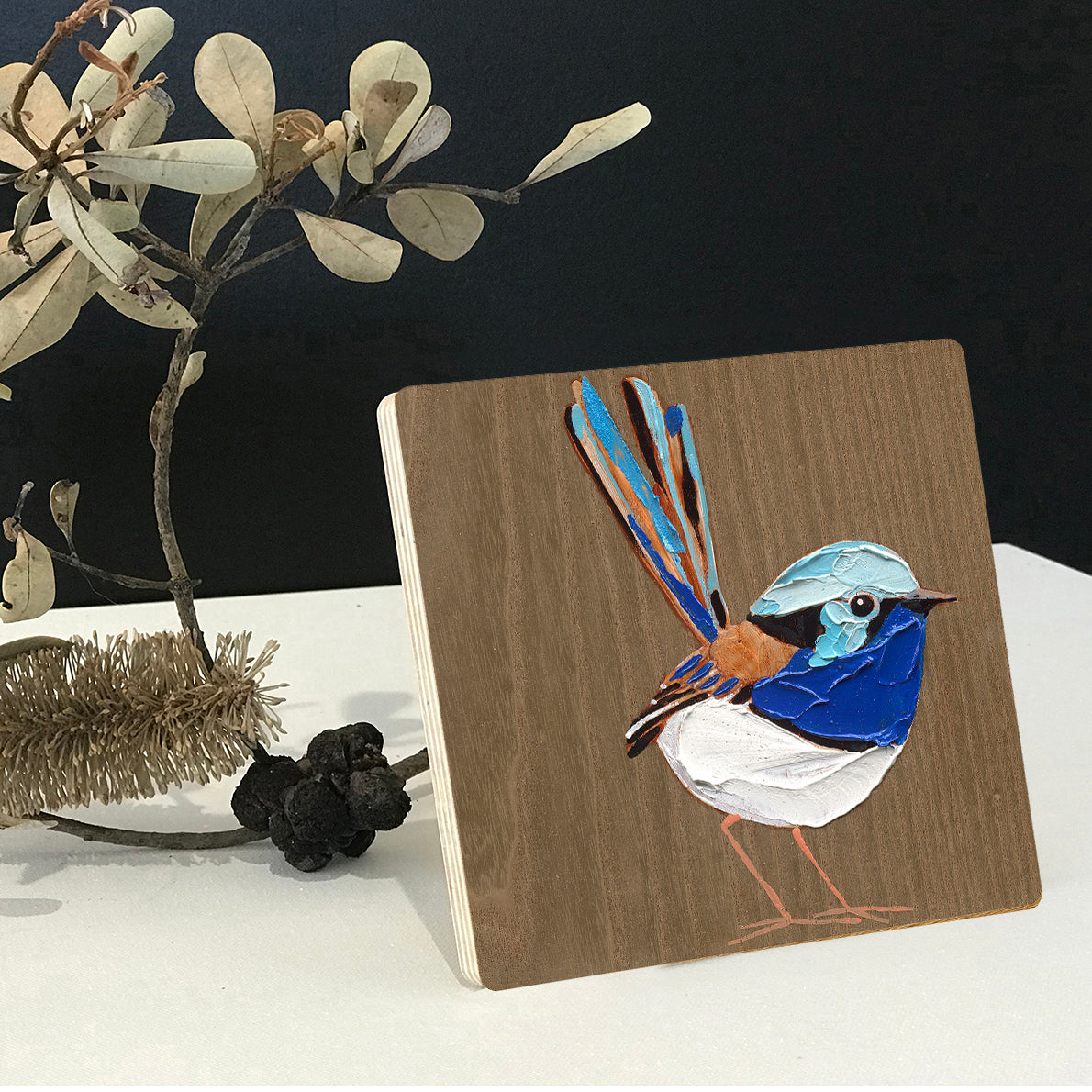 Superb Fairy Wren 5