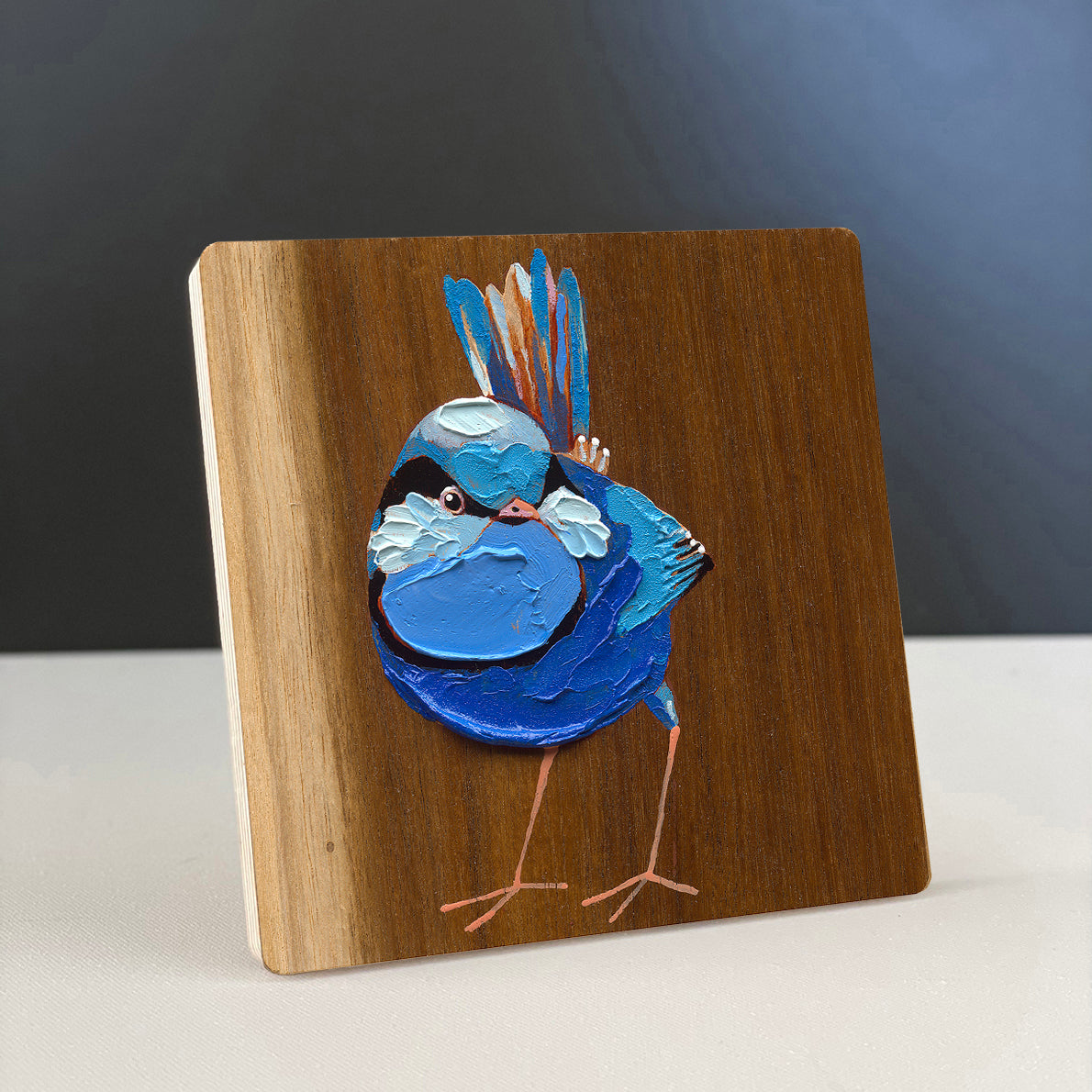 Splendid Fairy Wren 2